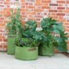 Haxnicks Vegetable Patio Planter X3 -Outdoor Tools Pro Shop Haxnicks 3 Vegetable Patio Planter Soft Green Planter060101 in use detail 2400x 2e315d19 3092 425d a0d3 85fbb0059702